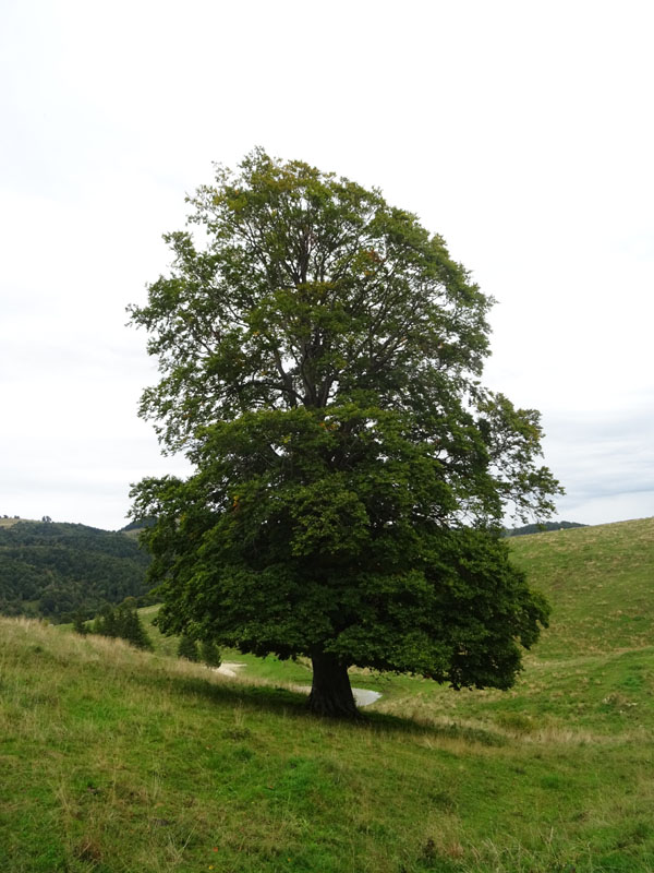 I grandi faggi di Malga Braetta - Lessinia (VR)